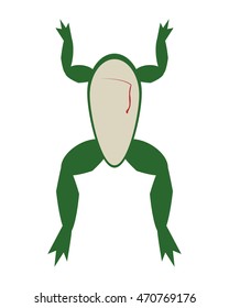 flat design biology class frog surgery icon vector illustration