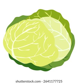 flat design cabbage icon, minimalist healthy vegetable, clean nutrition graphic