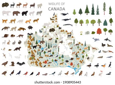 Flat design of Canada wildlife. Animals, birds and plants constructor elements isolated on white set. Build your own geography infographics collection. Vector illustration