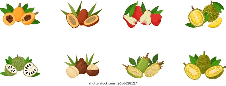 Diseño plano de frutas exóticas. Ilustraciones vectoriales sobre fondo blanco. Iconos. Conjunto de frutas.