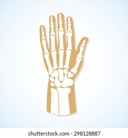 The flat design of the hand and the hand skeleton. Vector illustration.