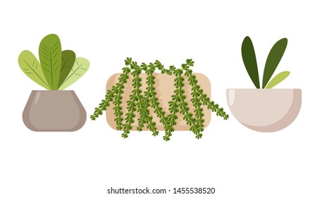 Flat design of home plants in pots. 