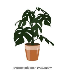 Flat design illustration of houseplant in a brown pot. Green Monstera isolated on white background - vector