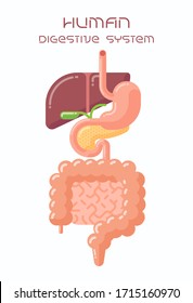 Flat design illustration of human digestive system, esophagus, stomach, liver, gall bladder, pancreas and intestine