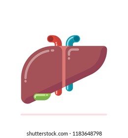 Flat design illustration of human liver with gallbladder isolated on white