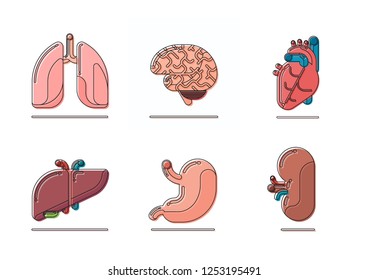 Human Organs Human Heart Liver Stomach Stock Vector (Royalty Free ...