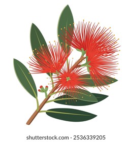 Uma ilustração de design plano de uma flor pohutukawa, com flores vermelhas e folhas verdes.