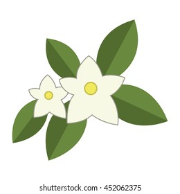 flat design jasmine flowers icon vector illustration