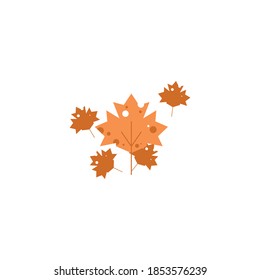 Flat design maple leave. Maple leaves in autumn, isolated on white background