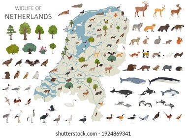 Flat design of Netherlands wildlife. Animals, birds and plants constructor elements isolated on white set. Build your own geography infographics collection. Vector illustration