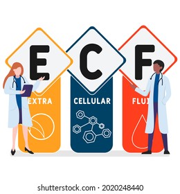 Diseño plano con gente. ECF - Acrónimo de líquido extracelular. antecedentes de concepto médico. Ilustración vectorial para banner de sitio web, materiales de marketing, presentación comercial, publicidad en línea