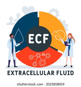 Diseño plano con gente. ECF - Acrónimo de líquido extracelular. antecedentes de concepto médico. Ilustración vectorial para banner de sitio web, materiales de marketing, presentación comercial, publicidad en línea