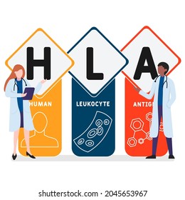 Diseño plano con gente. HLA - Acrónimo de Antígeno Leucocito Humano. antecedentes de concepto médico. Ilustración vectorial para banner de sitio web, materiales de marketing, presentación comercial, publicidad en línea