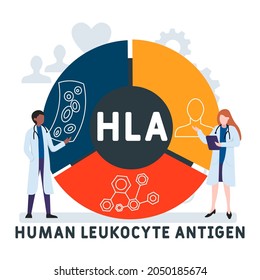 Diseño plano con gente. HLA - Acrónimo de Antígeno Leucocito Humano. antecedentes de concepto médico. Ilustración vectorial para banner de sitio web, materiales de marketing, presentación comercial, publicidad en línea