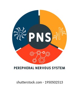 Diseño plano con gente. PNS - Acrónimo del Sistema Nervioso Periférico, trasfondo del concepto de negocio.   Ilustración vectorial para banner de sitio web, materiales de marketing, presentación de negocios, publicidad en línea.