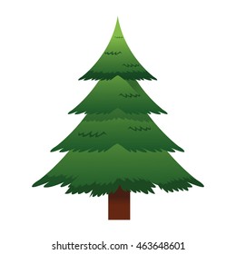 flat design pine tree icon vector illustration
