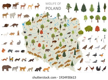 Flat design of Poland wildlife. Animals, birds and plants constructor elements isolated on white set. Build your own geography infographics collection. Vector illustration