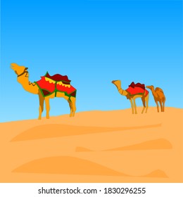 flat design of three camels in the desert. can be used as a desert content design material.