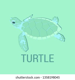 Flat design of turtle. Illustration of sea creature