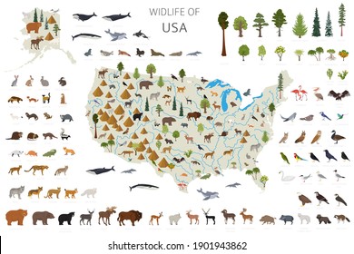 Flat design of USA wildlife. Animals, birds and plants constructor elements isolated on white set. Build your own geography infographics collection. Vector illustration
