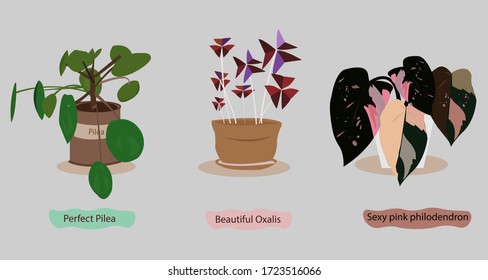 Dibujo plano vectorial de plantas ornamentales, Perfect Pilea, Beautiful Oxalis y Sexy rosa philodendron.