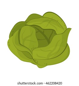 flat design whole lettuce icon vector illustration