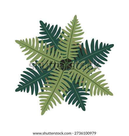 Flat detailed vector illustration of a fern houseplant from top view, showing layered fronds in a dense radial pattern, with subtle shading, isolated on a white background.