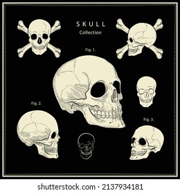 vector de conjunto de colección de cráneo de distintos tipos plana