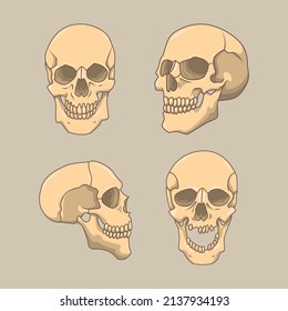 flat different types skull collection set vector