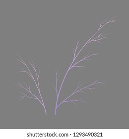 Flat dill illustration isolated. Hand drawing flavoring plant sketch. Botanical herbal card in engraving style.