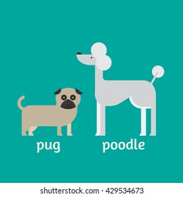 flat dog characters set, cartoon pet animal collection, pug and poodle isolated