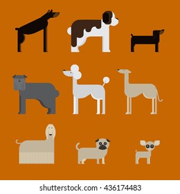 flat dog characters set, cartoon pet animal collection chihuahua, doberman andmastiff. Afgan greyhound, st bernard, pug, poodle and dachshund vector