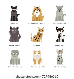 Flat domestic breeds of cats