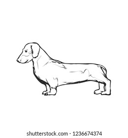 Flat drawing vector illustration - Cute dachshund