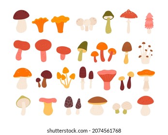 Flat edible forest mushrooms, truffle, chanterelle, porcini and amanita. Natural wild mushroom types in abstract minimalist style vector set. Poisonous and healthy autumn products isolated on white