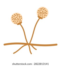 Flat educational illustration of bread mold fungus with sporangia, sporangiophores, and hyphae. Suitable for microbiology, biology, mycology, laboratory education, fungal life cycle, school textbooks, scientific presentations, educational posters, and classroom learning materials.