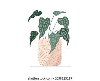 Taro de oreja elefante plano en una ilustración de la olla. Icono de color de elefante vesical sobre fondo blanco. Ilustración plana floral mínima de hojas elegantes de taro verde Alocasia. Diseño moderno y de diseño.
