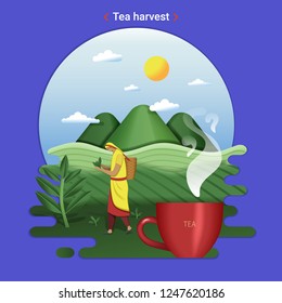 Flat farm landscape illustration of tea harvest. Rural landscape with tea hills and tea field. The woman harvesting tea leaves.