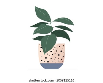 Flat Fiddle leaf fig in a pot illustration. Vector Fiddle leaf fig isolated color icon on white background. Minimal floral flat elegant illustration of ficus fig leaves for trendy modern design.
