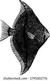 A flat fish that is named because of its flat body, has large fins, vintage line drawing or engraving illustration.