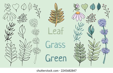 Flat floral herbal botany vector