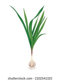 Flat garlic bulb with green tops on white background vector illustration