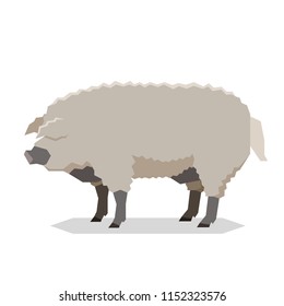 Flat geometric Mangalitsa pig