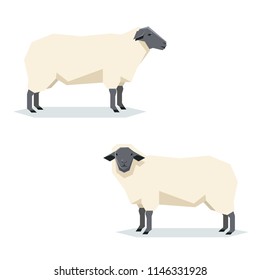 Flat geometric Suffolk sheep