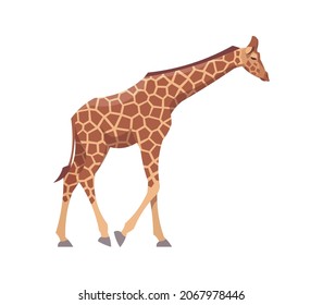 Flat giraffe. Vector illustration. Collection