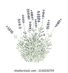 Flat grass lavender isolated vector Illustration. For label, packaging, card. Healing and cosmetics herb. Medical plant. For natural and organic products.