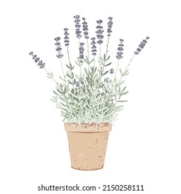 Flat grass potted lavender, isolated vector Illustration. Home garden and decor design element. Healing and cosmetics herb in a pot. Garden Medical plant. Icon for natural and organic products