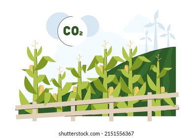 Flat green corn plants field for biodiesel or biofuel feedstock. Long maize stalk leaves conversion to ethanol fuel. Agricultural biomass grains for organic petrol. Renewable energy sources.