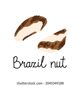 Flat hand-drawn illustration of two Brazil nuts with monoline inscription. Colorful vector drawing isolated on white background. 