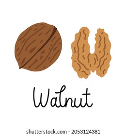 Flat hand-drawn illustration of a walnut and a walnut in a shell with monoline inscription. Colorful vector drawing isolated on white background. 